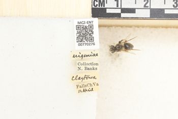 Media type: image;   Entomology 770276 Aspect: Labels